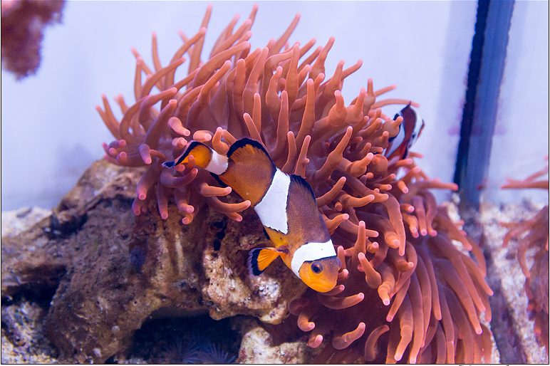 Monday Archives: Are fish comfortable in a minireef? Our story