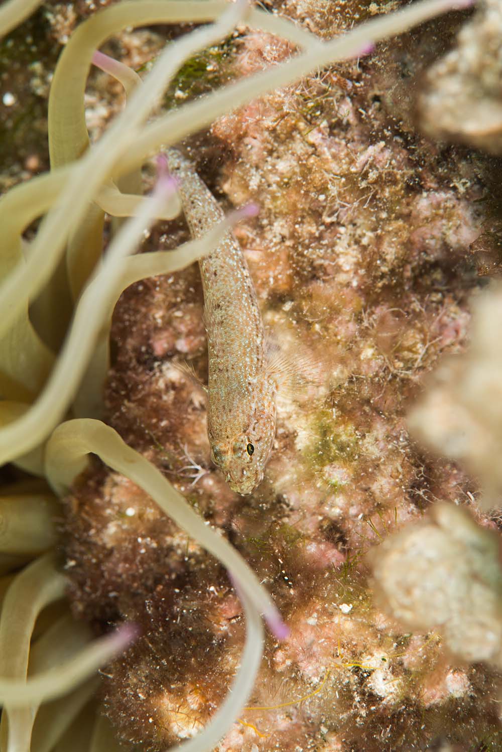 Anemone Goby