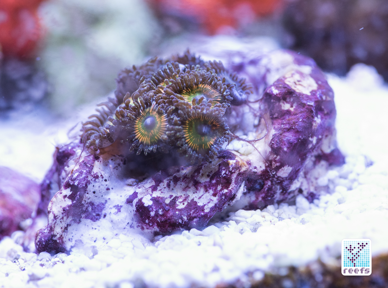 frag rock real reef solutions zoanthid