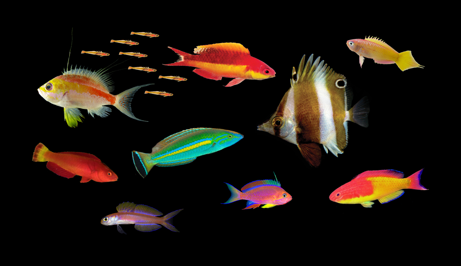 fløde mikro investering Top Ten New Fish Species From 2017