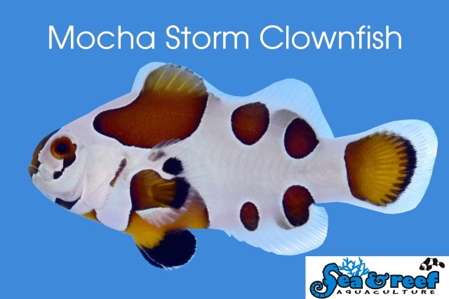 mocha storm clownfish