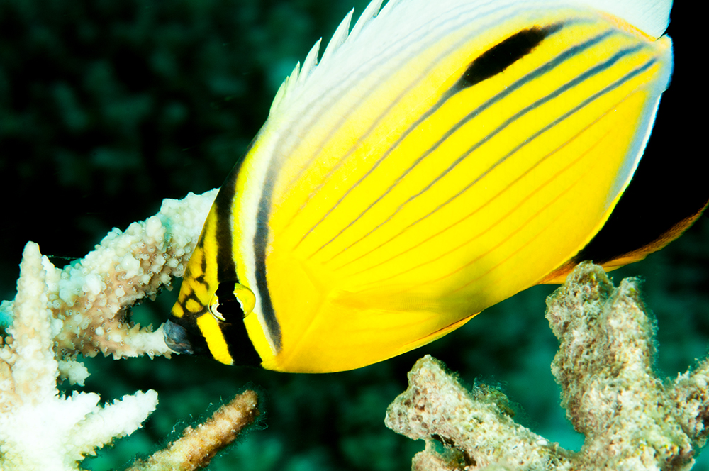 exquisite butterflyfish