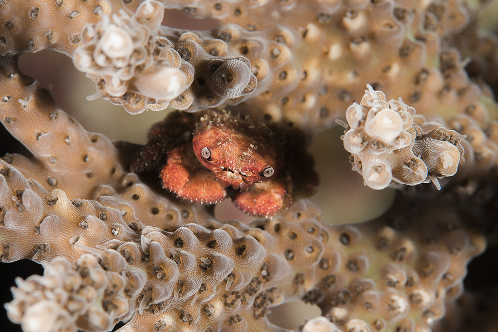 coral crab