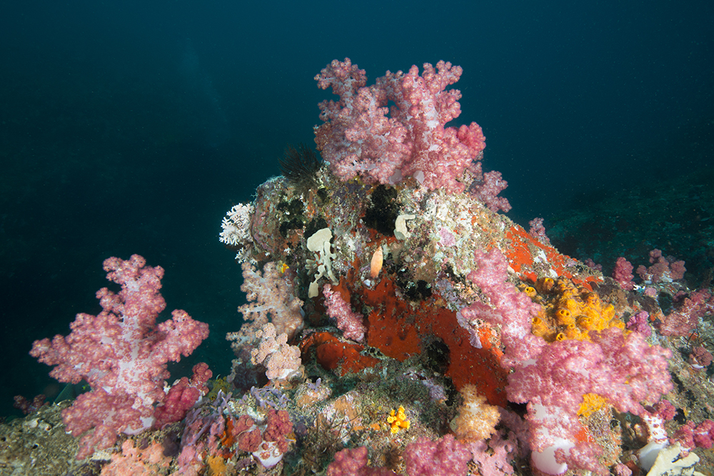soft coral, arabian sea