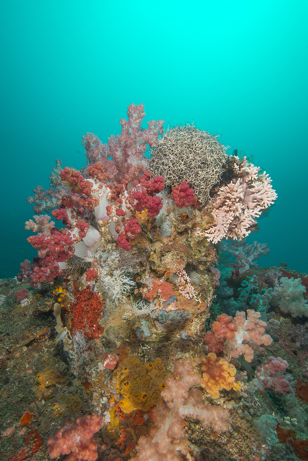 soft coral, arabian sea