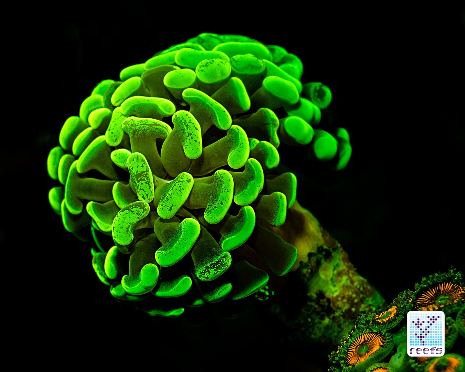 fluorescent coral 