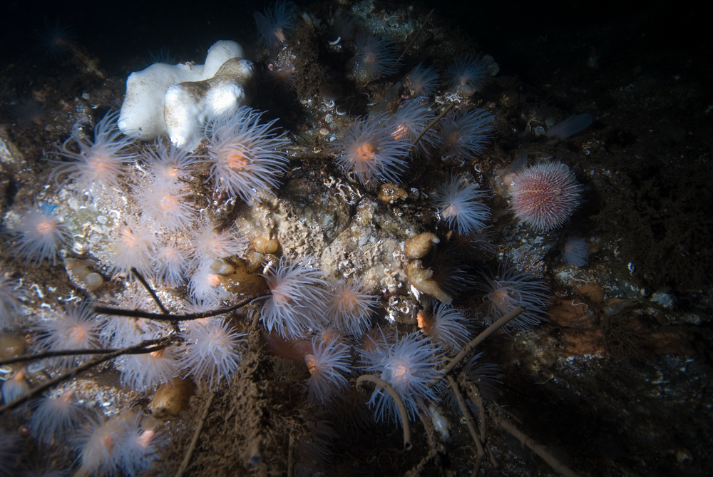 sea loch anemone