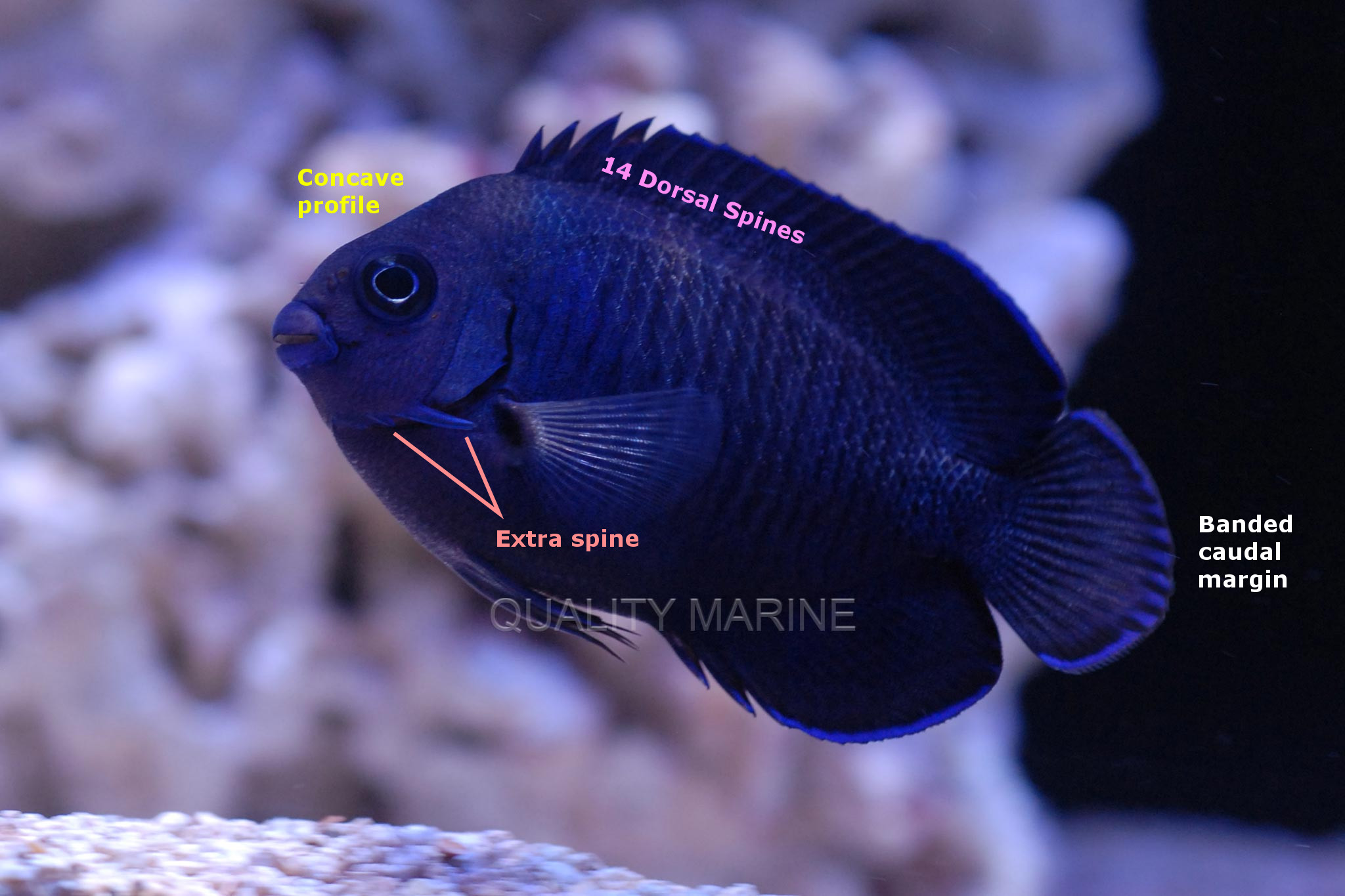 Monday Archives: A Bewilderingly Blue Pygmy Angelfish From Fiji