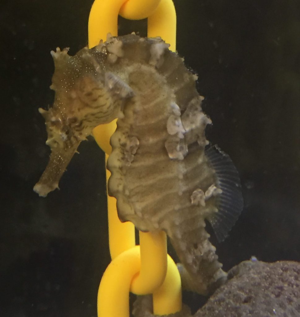lined seahorse