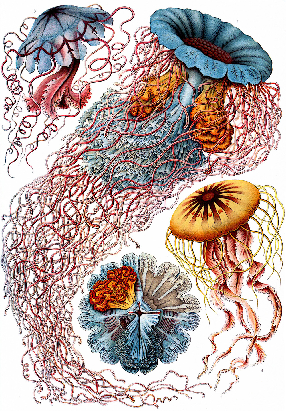 Ernst Haeckel, illustration