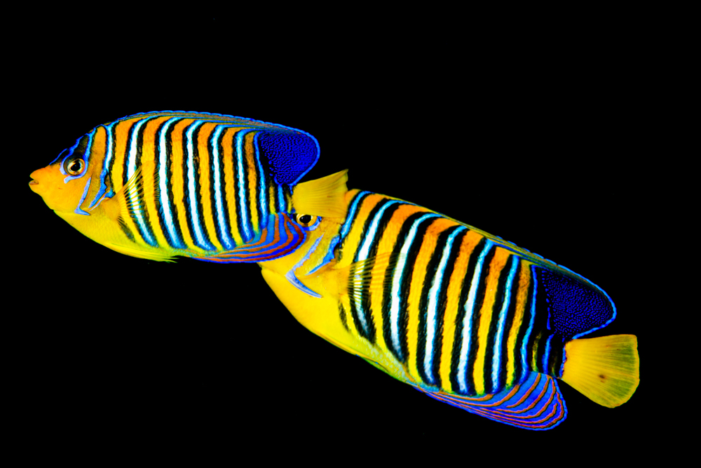 regal angelfish Pigoplytes diacanthus