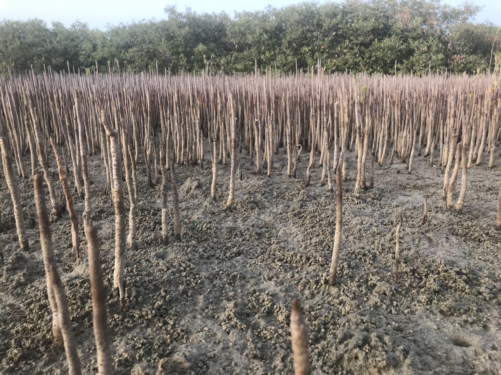 mangrove roots