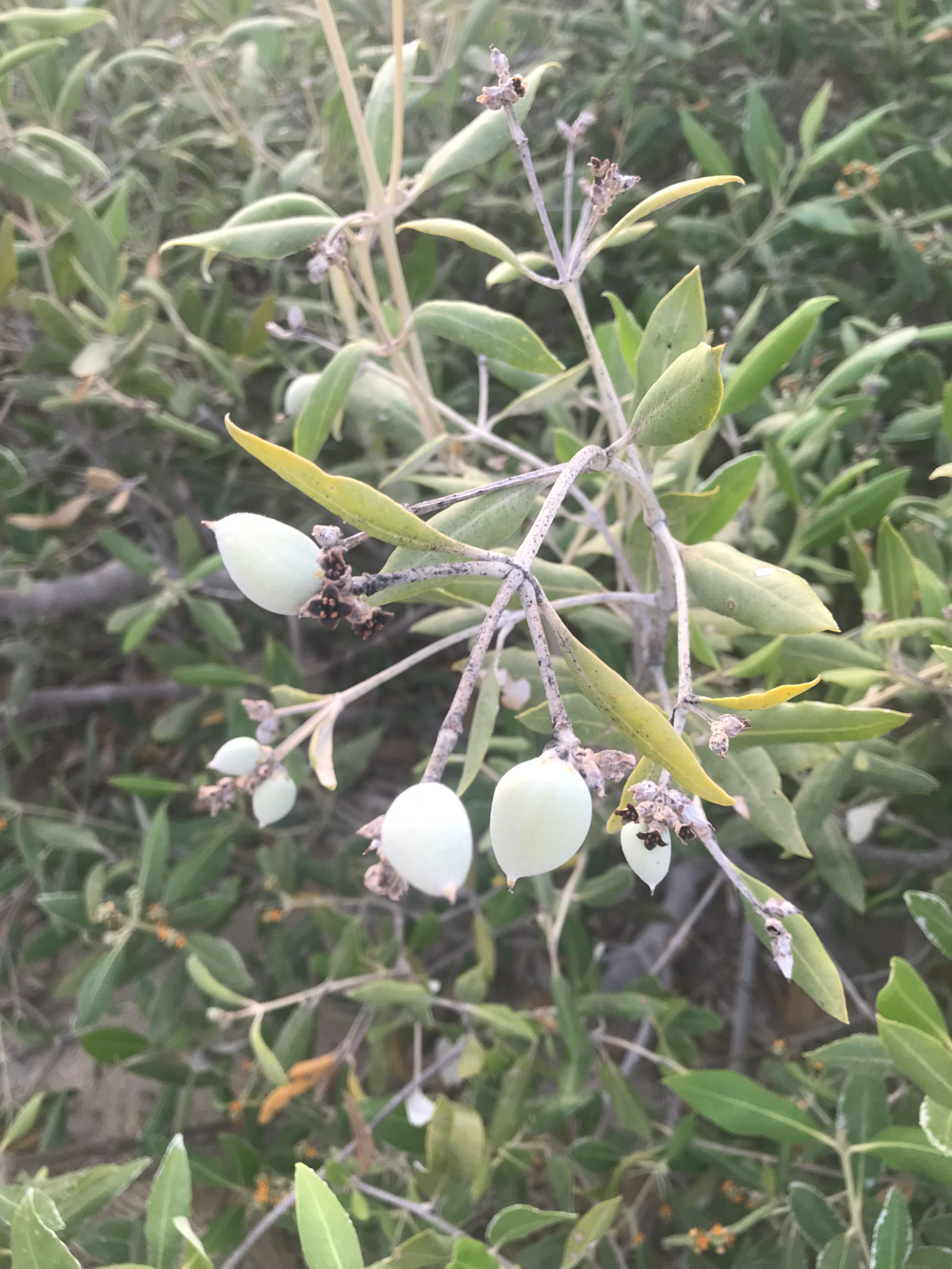 mangrove flower