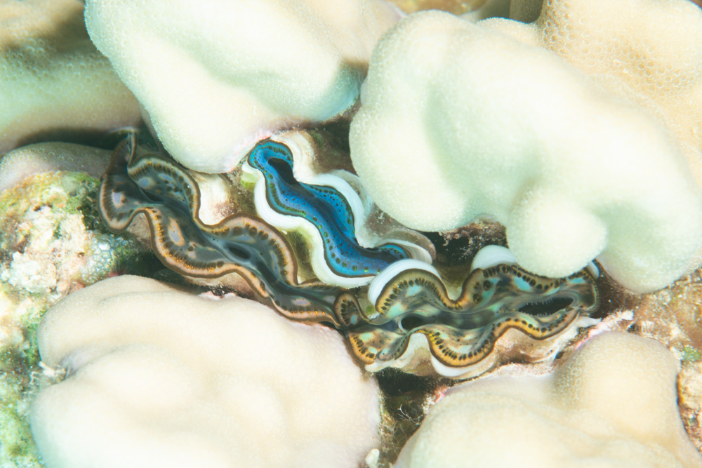 tridacnid clam