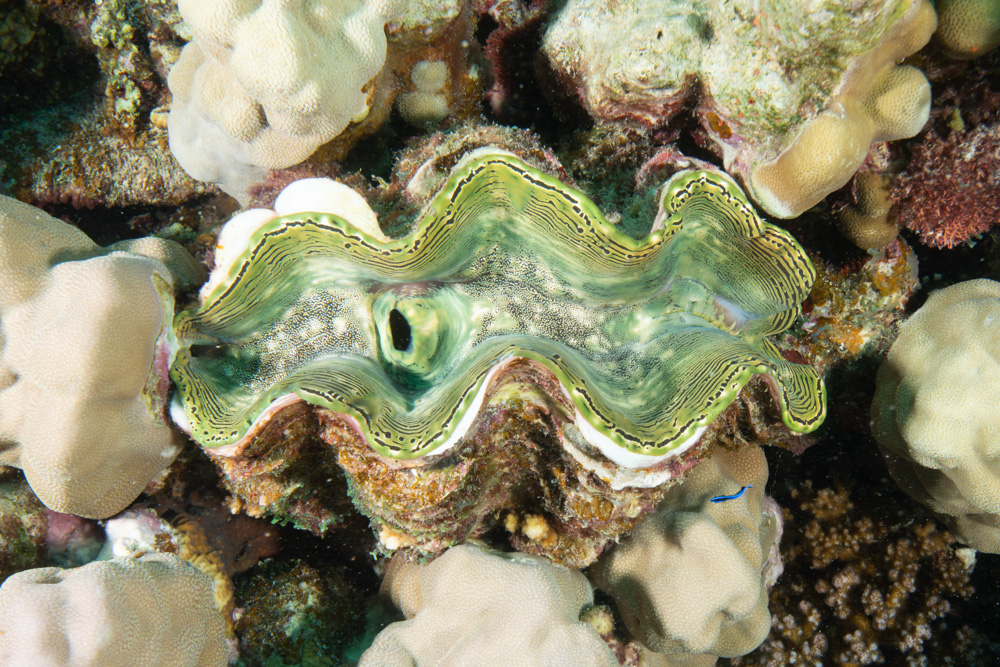 tridacnid clam