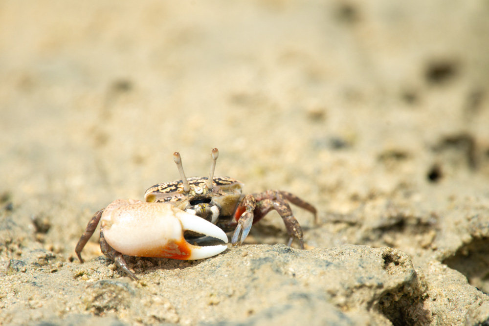 white handed fiddler crab