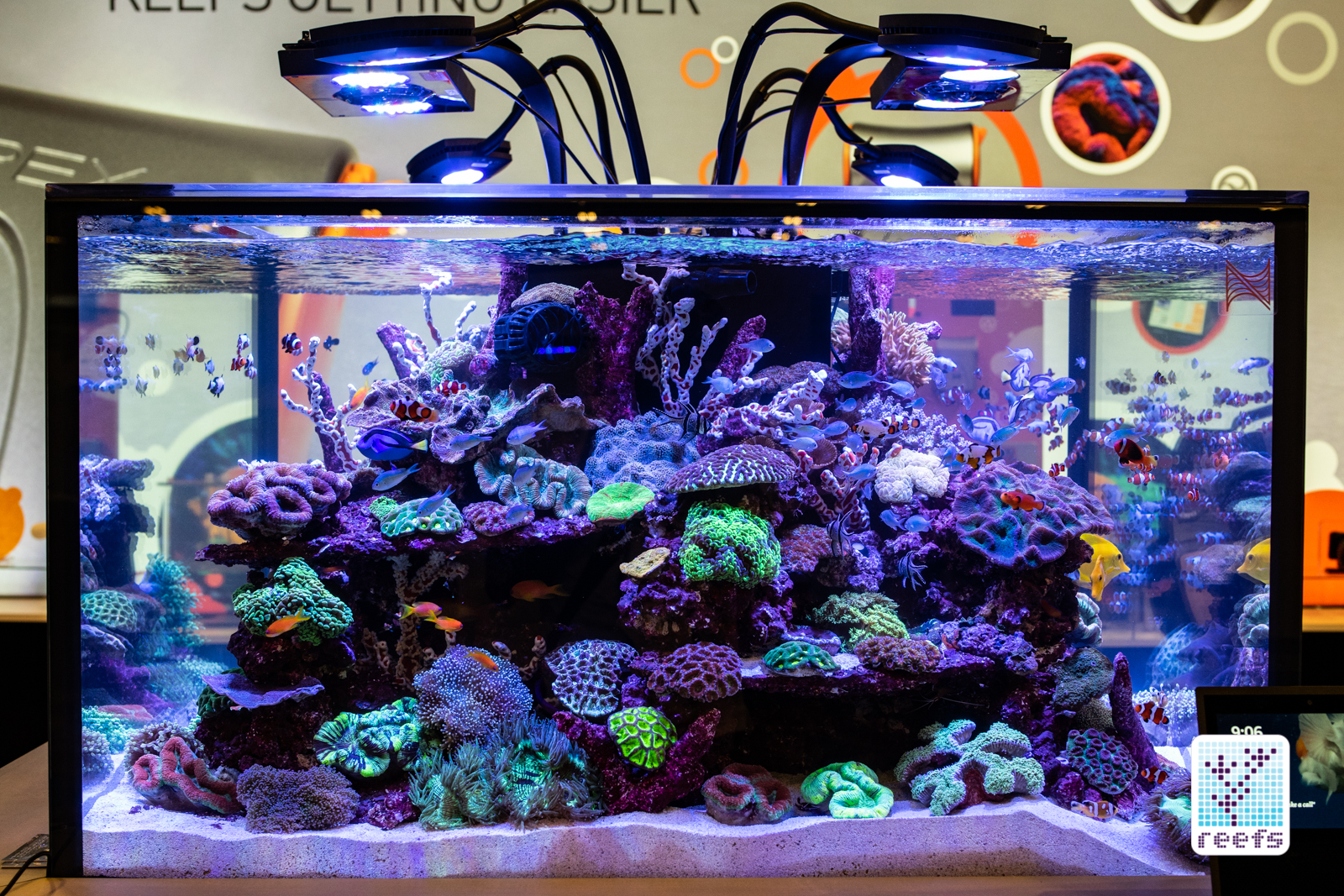 Neptune reef tank