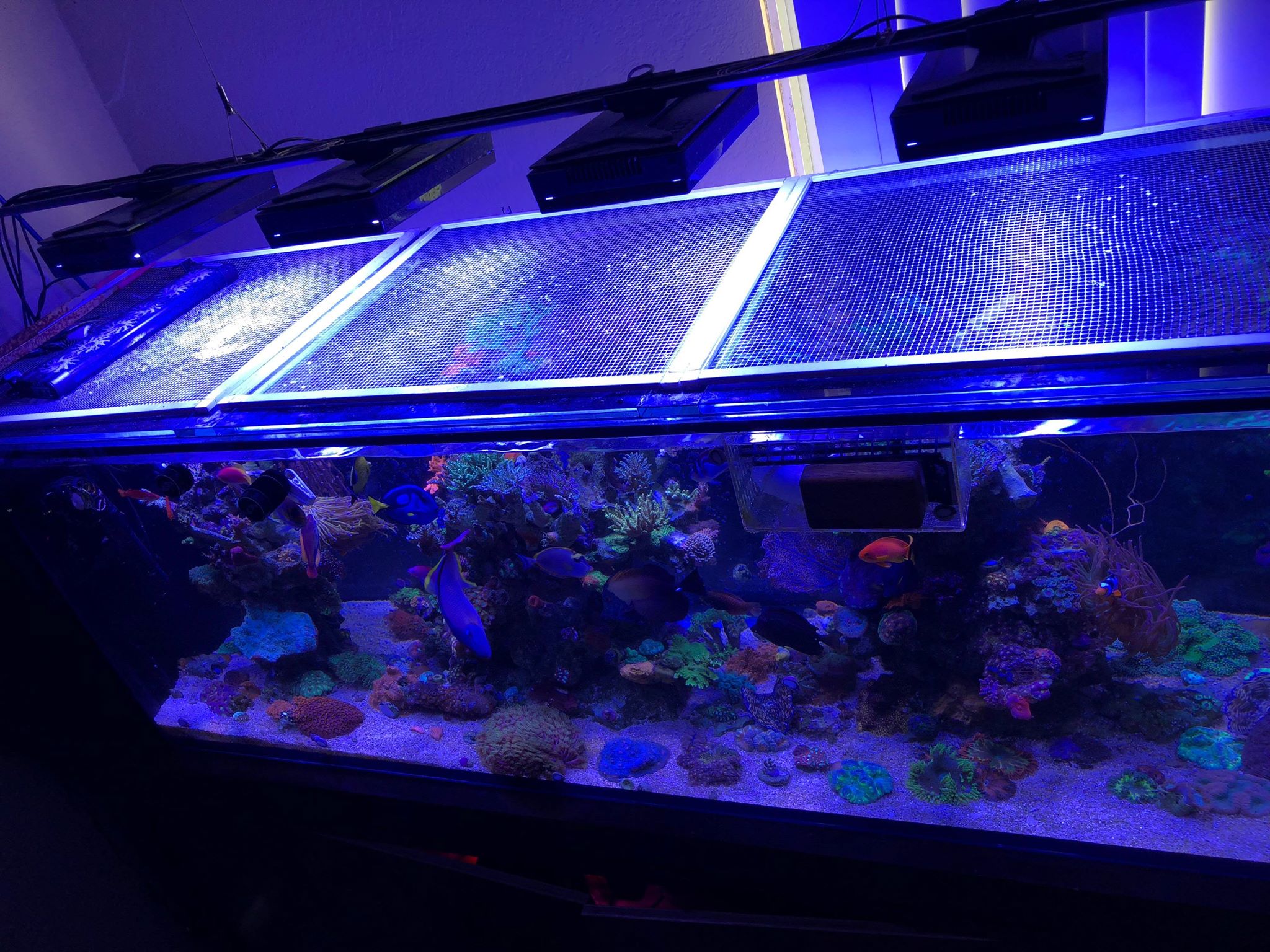 Everyone Should Have Lids on their Aquariums : My Take on Safe Top Lid