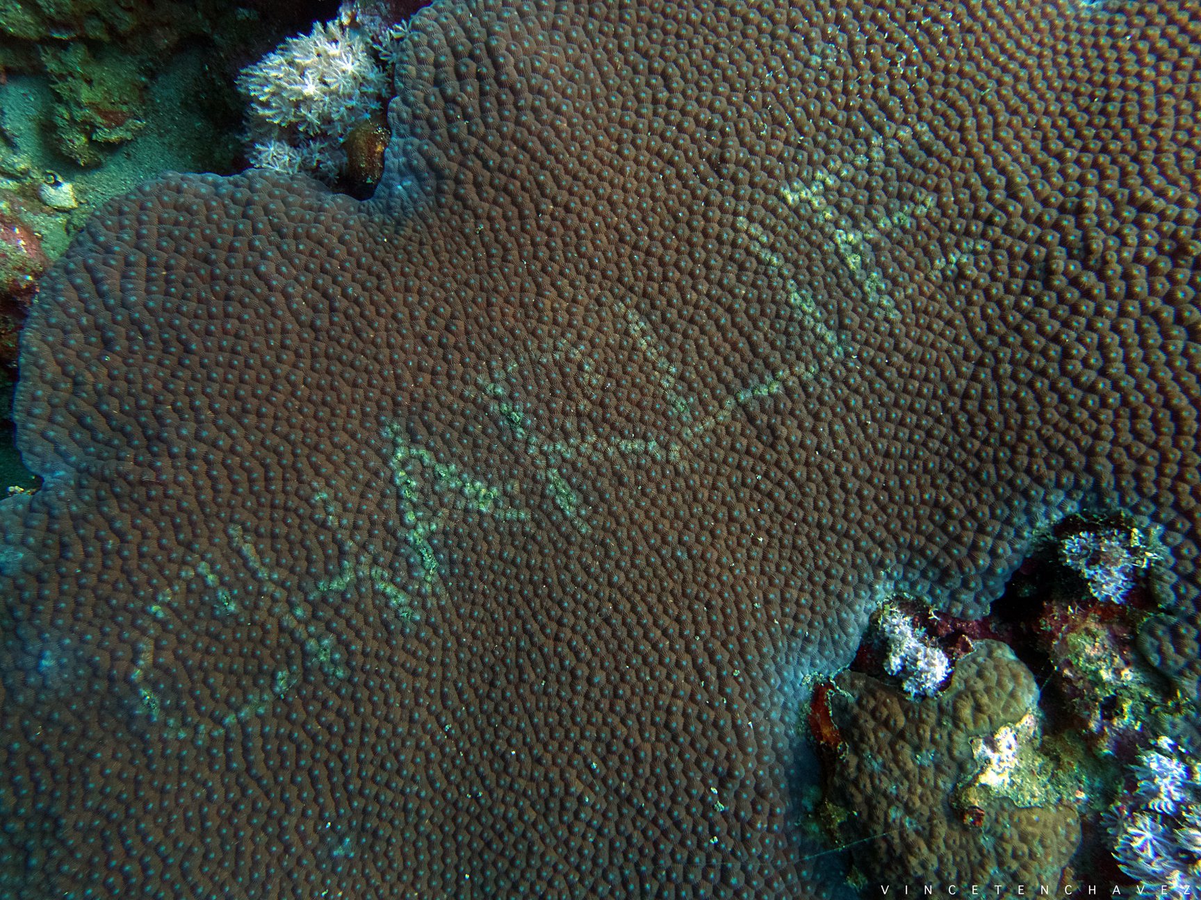 Dear People, Stop Carving Words Into Corals