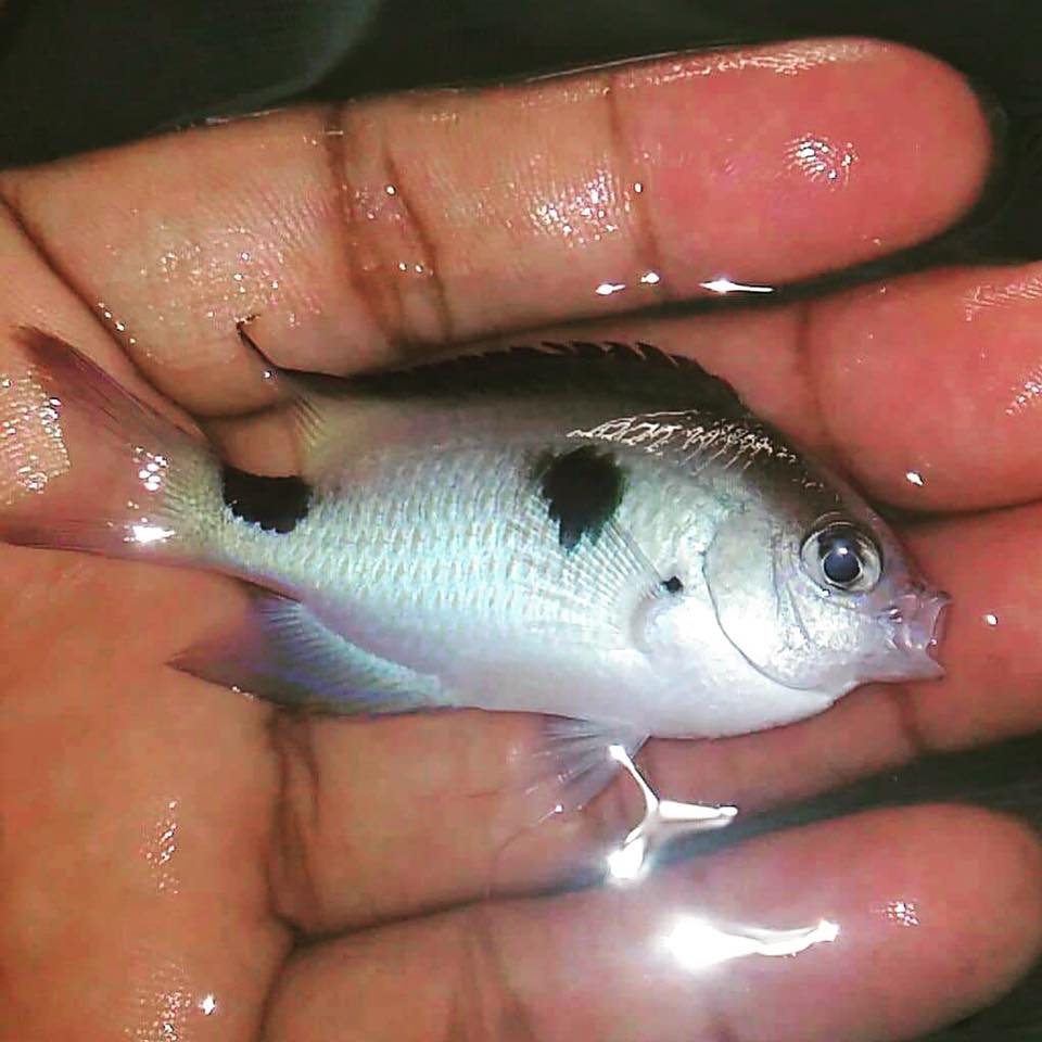 BREAKING NEWS: A Possible New Species Of Damselfish Just Found In Madagascar