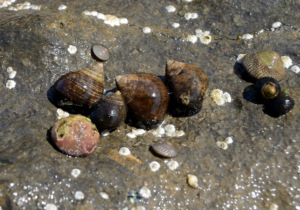 periwinkle snail
