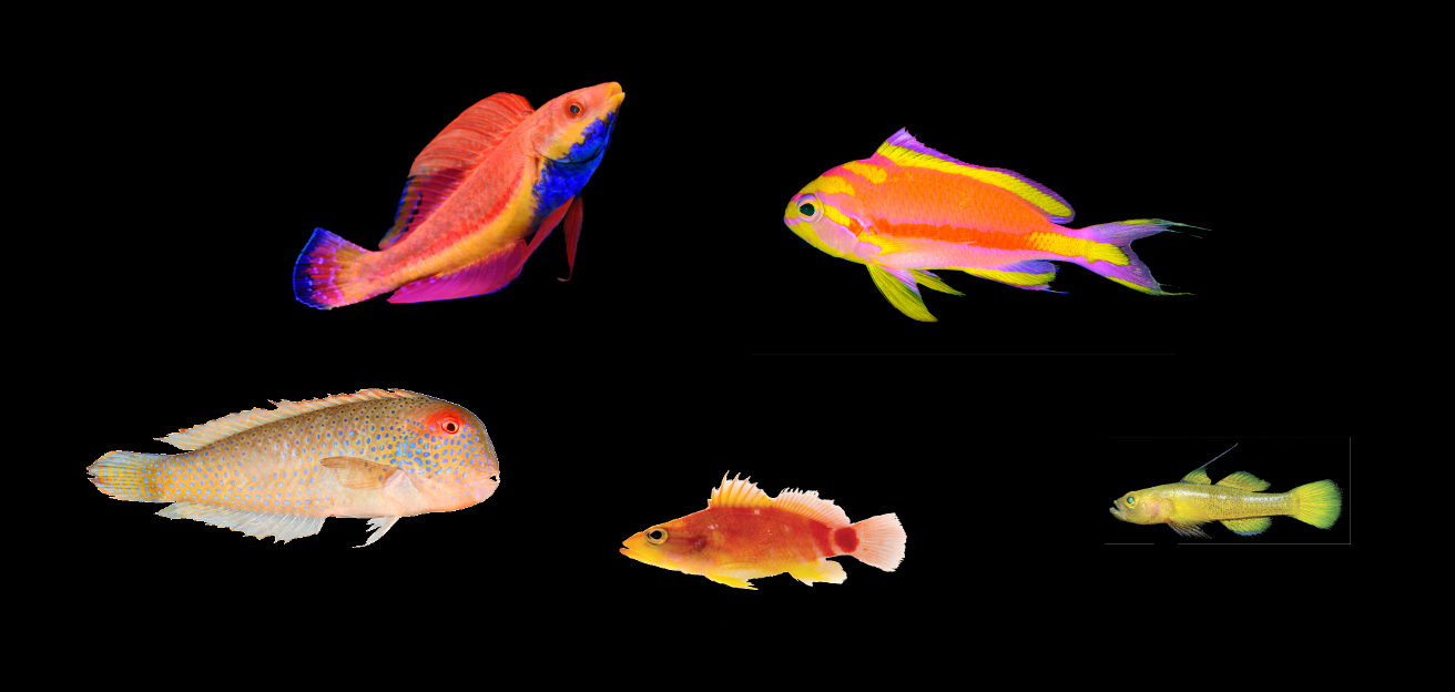 Top Ten New Fish Species From 2018