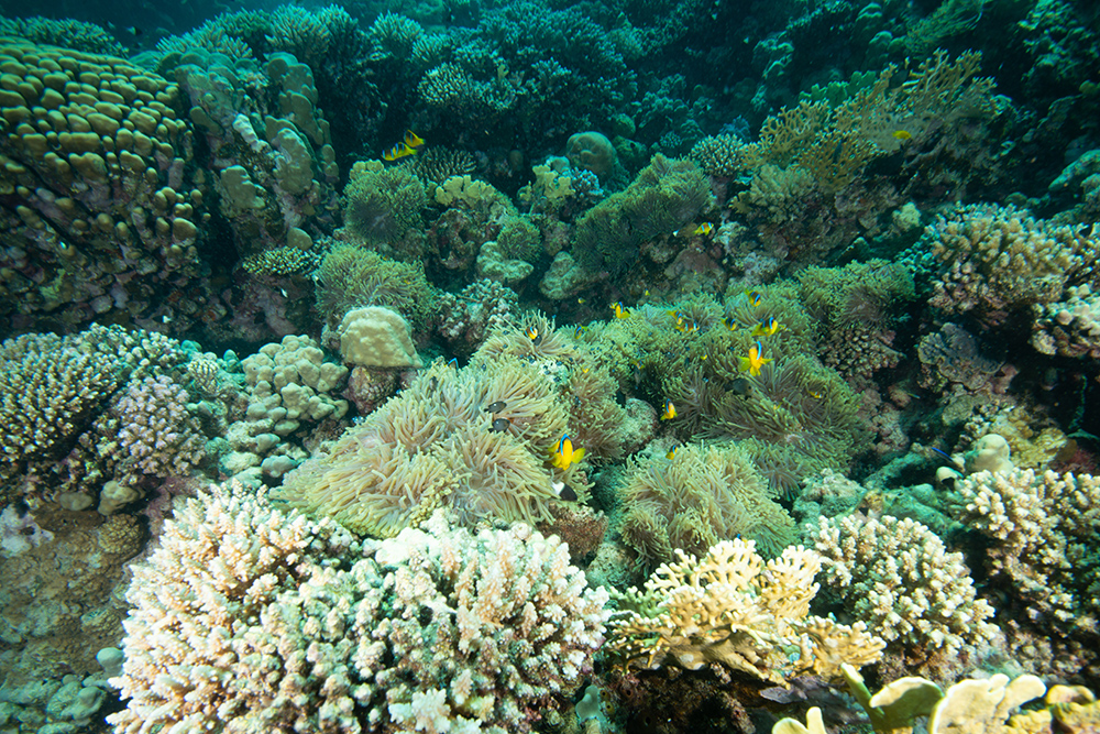 clownfish, reef, coral