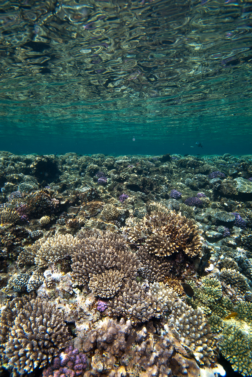 reef flat, coral