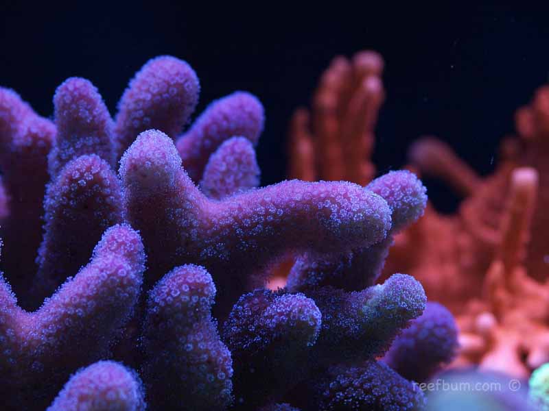 Top 5 Beginner SPS Corals.