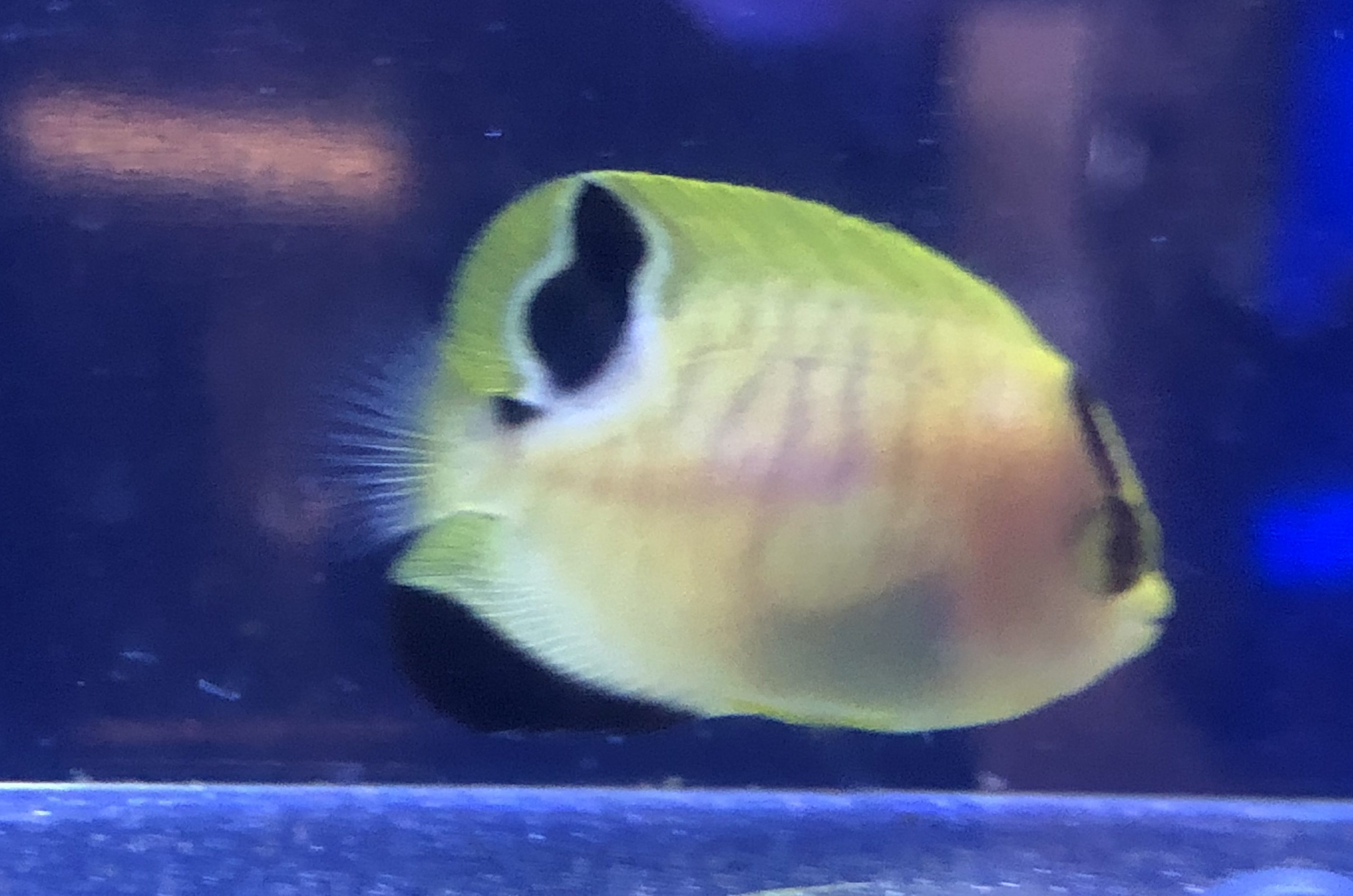 Aquaculture Obsessed- Bringing the Aquacultured Goldflake Angel to our LFS
