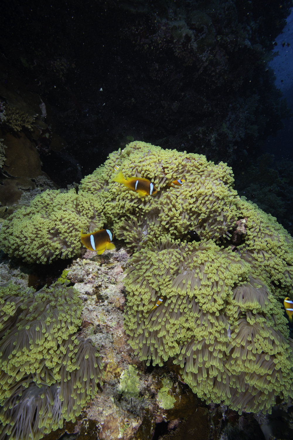 anemone, clownfish