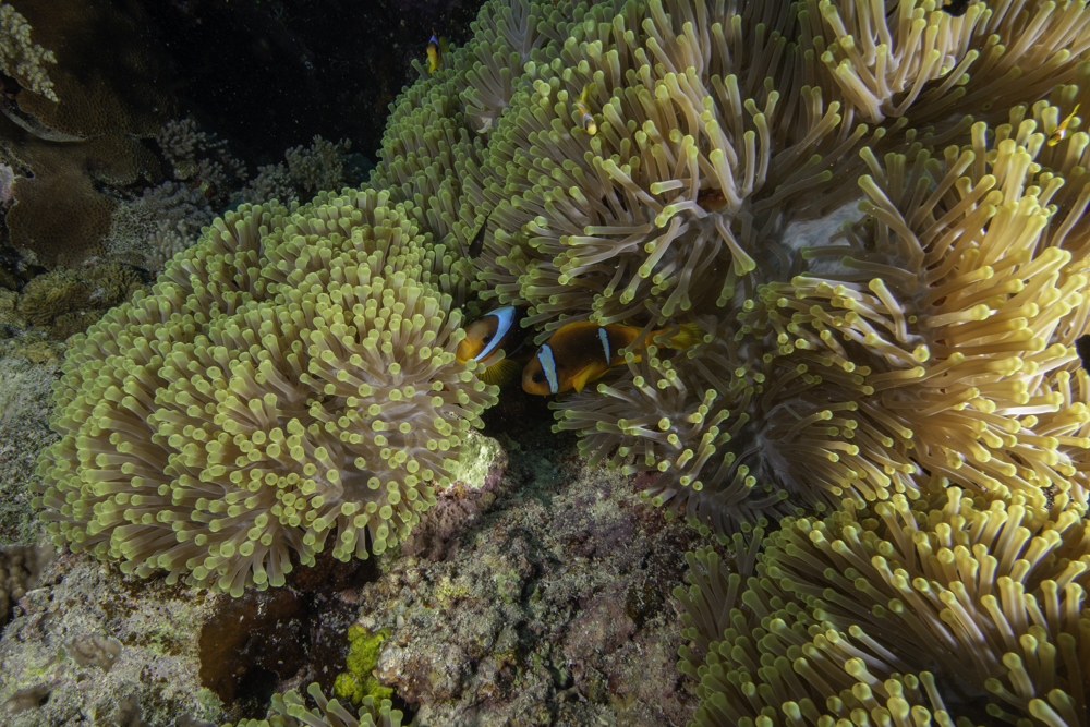 anemone, clownfish