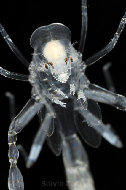 Phronima sp. This amphipod was the inspiration for the character in the movie 