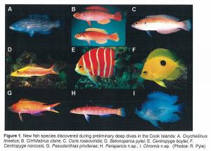 Samples of new fish species