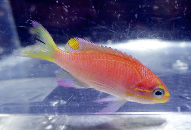 A new Hawaiian deepwater anthias named after President Obama