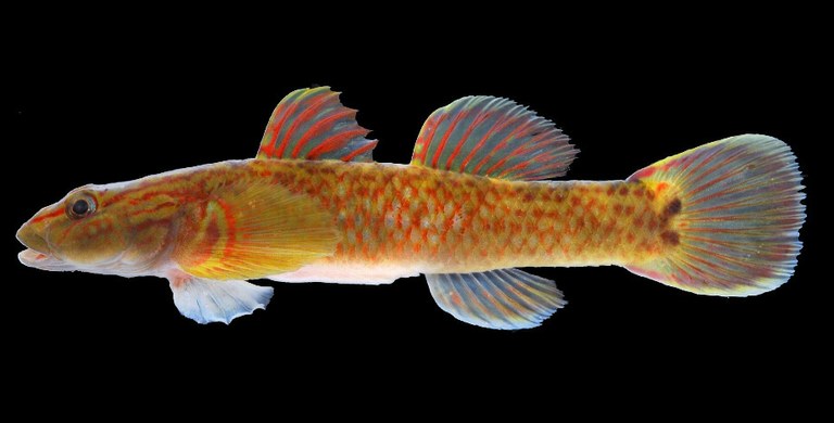 A new Japanese freshwater goby