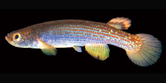 A new killifish species has all the colors of the rainbow