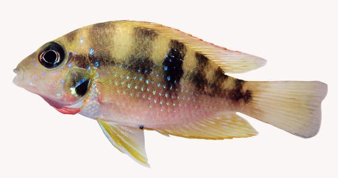 A new Mexican cichlid