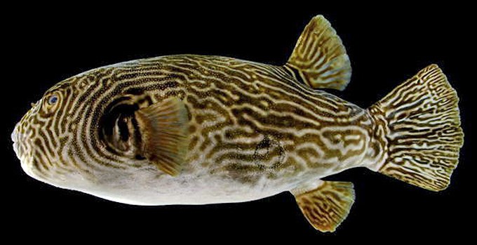 A new pufferfish species