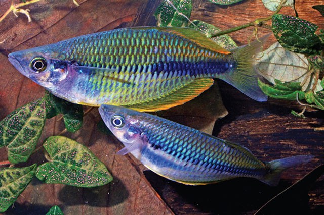 A new rainbowfish from New Guinea, Indonesia