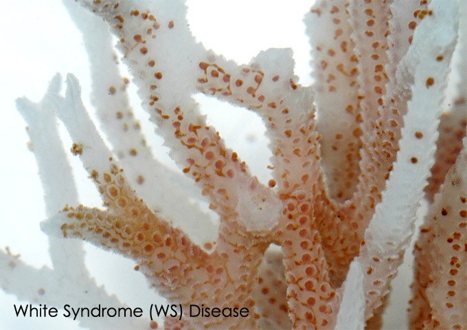 A New Reference Website for Aquarium Coral Diseases