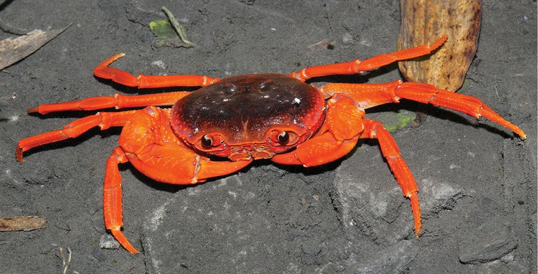 A new species - and genus - of subtropical crab
