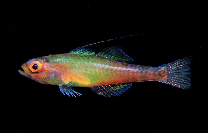 An absurdly beautiful new Trimma goby