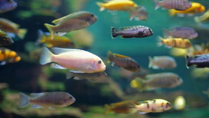 10,000 fish die.  Aquarium investigated.