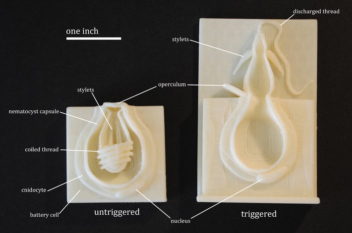 3D printable nematocysts