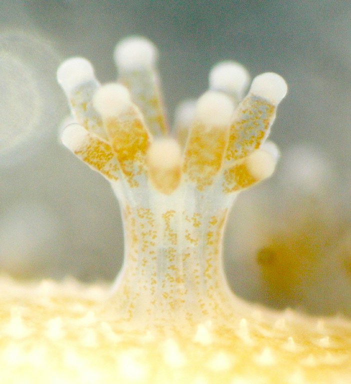 A coral symbiont genome decoded for first time 