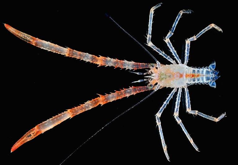 A dazzling new Indo-Pacific squat lobster