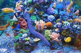 A magnificent 660 gallon mixed reef