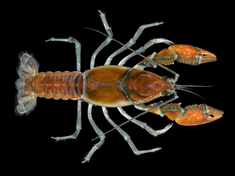 A new American crayfish 
