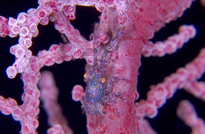 A new and spectacular gorgonian-dwelling squat lobster